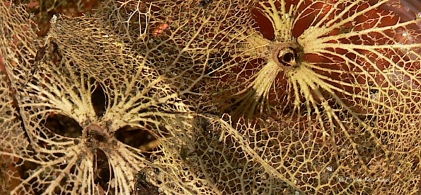 La fin des hortensias